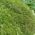 Muehlenbeckia axillaris